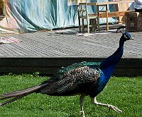 DSC 8457-påfågelbesök  Stamgäst på första parkett