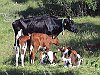 36-Skallkon-0107-n97-400px