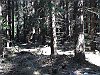 48-Skog-0107-n109-400px