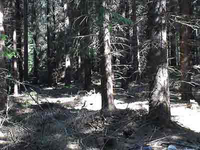 48-Skog-0107-n109-400px