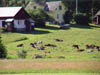 34-Gula-garden-kor-0107-n99-400px