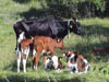 36-Skallkon-0107-n97-400px