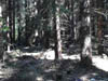 48-Skog-0107-n109-400px