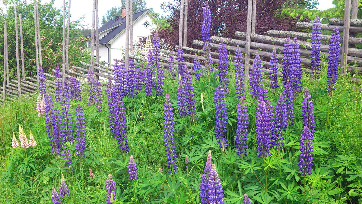 Lupiner Nordtomta